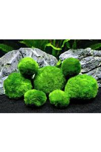 TROPİKAL Marimo Şans Yosun Topu 2 3 Cm