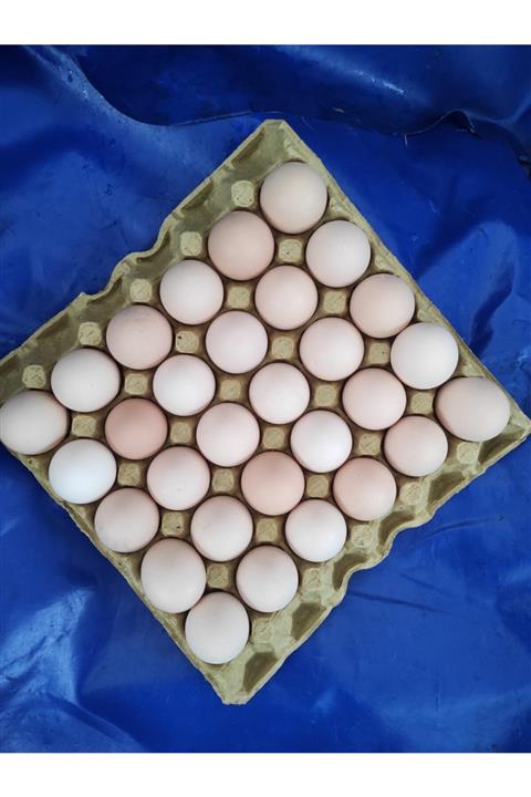 YILMAZ Organik Gezen Tavuk Yumurtası