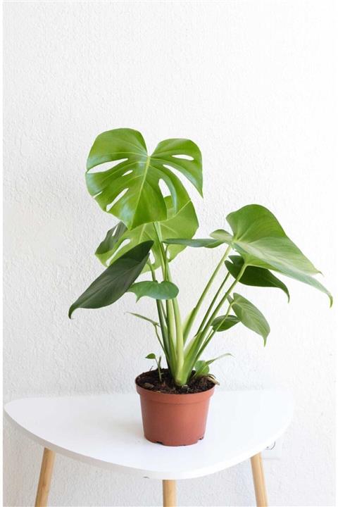Cemre Garden Monstera Deliciosa - Deve Tabanı - Ev Ofis Salon Iç Mekan Bitkisi - 40-50 Cm