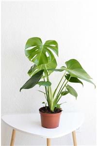 Cemre Garden Monstera Deliciosa - Deve Tabanı - Ev Ofis Salon Iç Mekan Bitkisi - 40-50 Cm