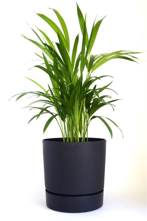 leogarden Begonya Tasarım Antrasit Renkli 9 Lt Özel Altlıklı Saksı