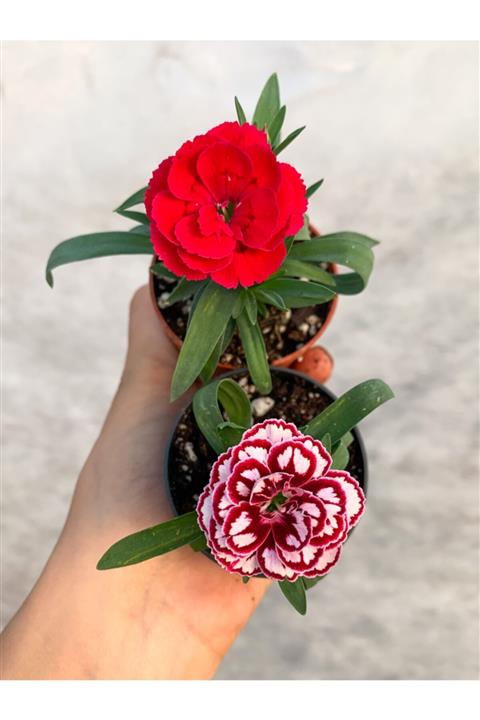 RetroCicekcilik Mini Saksıda Karışık Renk Bodur Karanfil 2 Adet Çiçekli