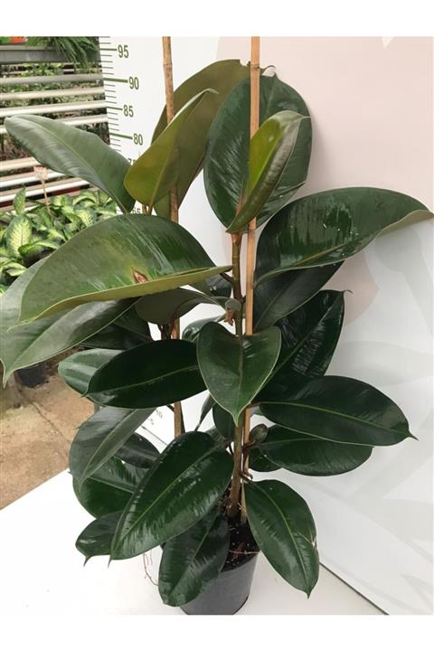 baydem sera ve çiçekçilik Kauçuk 2 Li - Ev Ofis Çiçeği