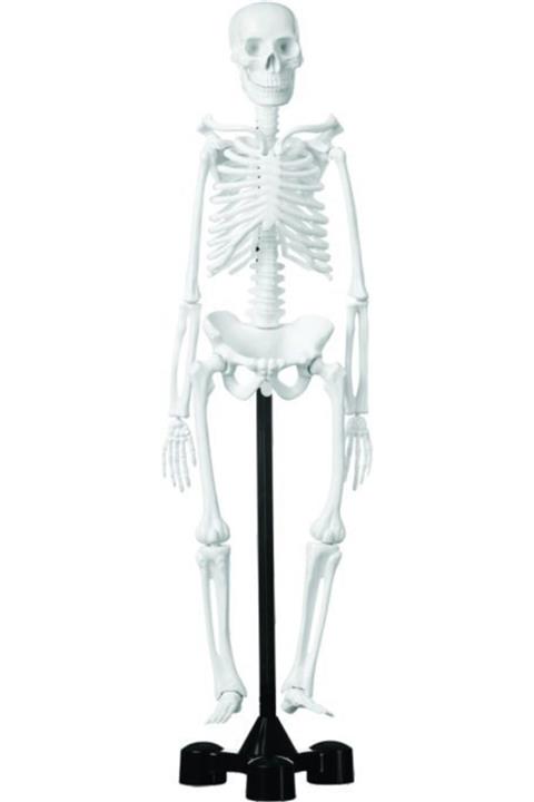 Edulab Iskelet Modeli 46 Cm