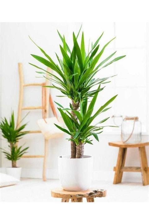 BİTKİ KARAVANI Yukka Çiçeği (yucca) 2'li Dikim
