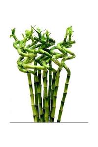 YEŞİLİMARKET Dal Ithal Bambu Lucky Bamboo Şans Bambu 50-60 Cm 3 Adet Salon Ev Ofis Bitkisi