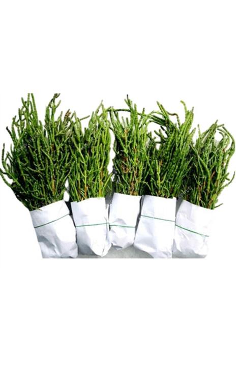 Yenir tarım ürünleri Deniz Börülcesi 1 Bağ