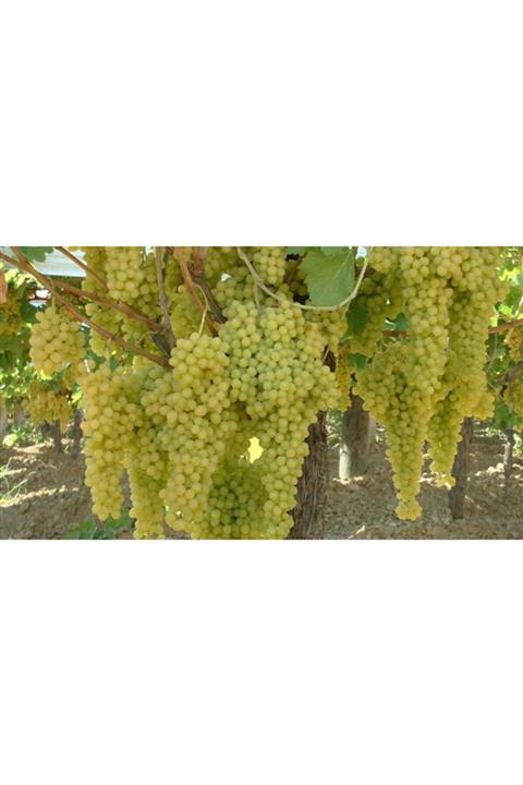 Ucuzluk Diyarı 1 Adet Sultaniye Üzüm Fidanı Açık Kök
