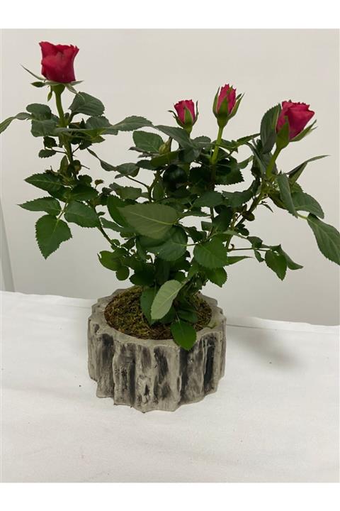 mürsel Beton Kütük Saksı Canlı Gül Ağacı