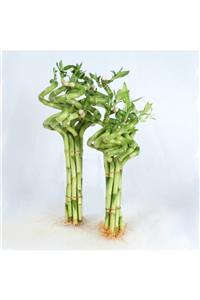 İthal Dal Bambu Lucky Bamboo Şans Bambu 50 Cm 1 Adet Salon Bitkisi Ev Bitkisi Ofis Bitkisi