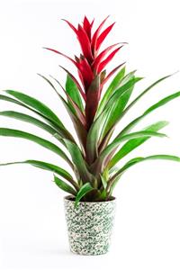 Bizim Bahçe Çiçekçilik Guzmania Kırmızı Guzmanya Çiçeği 45-50 cm Canlı Çiçek Bb0002