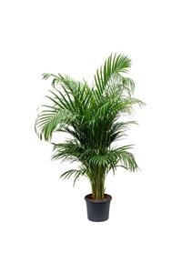 ebotanik Areka Salon Palmiyesi 80-100 Cm Areca Palm