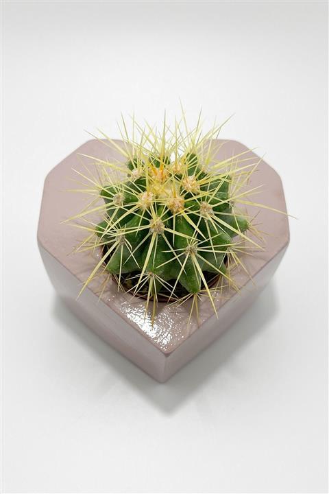 Toptan Kaktüs Sevgiliye Hediye Kalpli Saksıda Kaktüs (pembe Taş Saksı) - Altın Fıçı