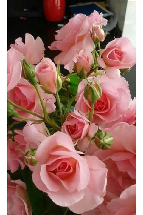 Hınzır Açık Kök Gül Fidanı 40 80 Santim