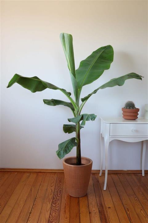 botanicsera Muz Ağacı Bitkisi 85 -110 cm