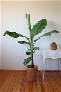 botanicsera Muz Ağacı Bitkisi 85 -110 cm