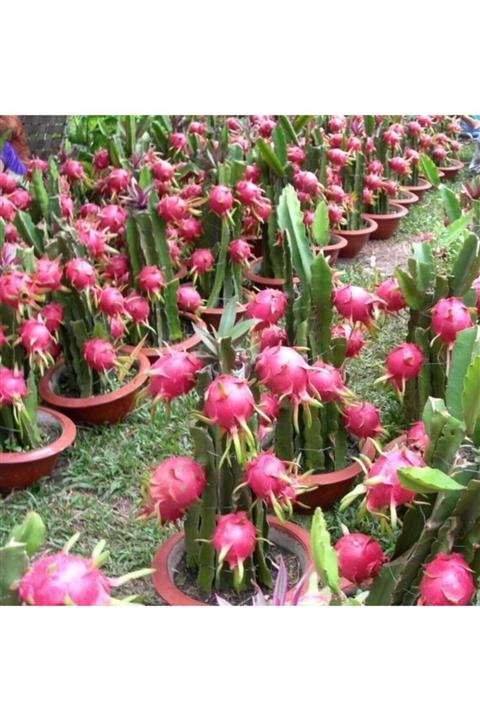 EYMA TARIM 4 Adet Kırmızı Pitaya Dragon Ejder Meyvesi Çelik Fidanı Hediyeli(boy 20-30cm)