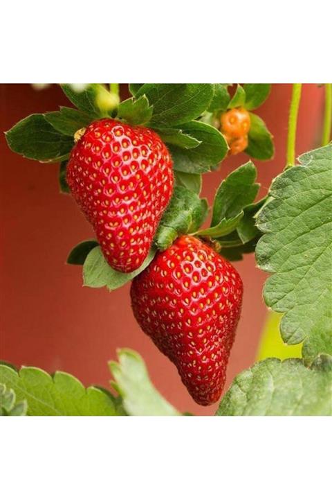 Ucuzluk Diyarı 5 Adet Yediveren ( Albıon ) Çilek Fidanı Açık Kök Garantilidir