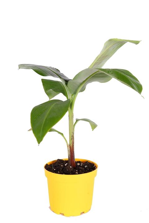 Bitkim Muz Ağacı Bitkisi 35-40 cm