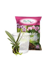 Solo Plant Orkide Fide Yetiştirme Seti