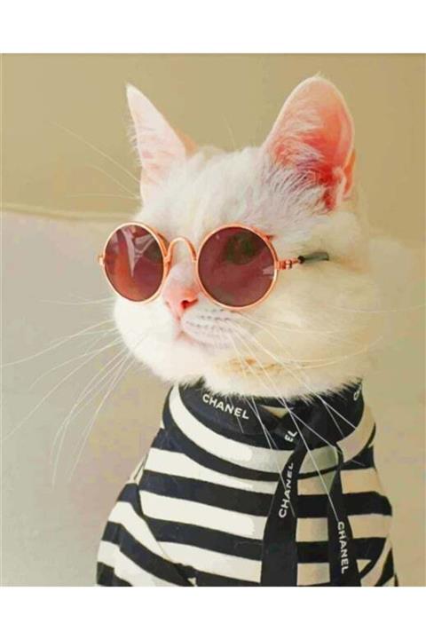 Lion Pet Kedi Köpek Gözlüğü Mini Irklara Özel Kırmızı 8 Cm