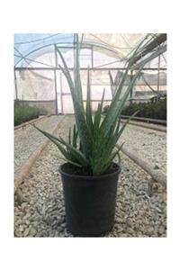 ENDER'DEN Aloe Vera ( Büyük Boy)  | 21'lik saksı | 50 - 60 cm