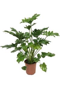 Greenifolia Philodendron Xanadu