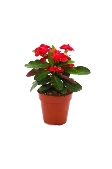 Doğa Dikenler Tacı (3 Çeşit Pembe+beyaz+kırmızı)