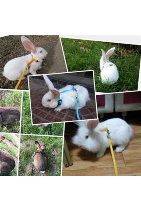 Ozzy Tavşan Tasması