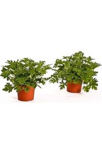 fidanistanbul Pelargonium Graveolens Itır Bitkisi, Saksıda