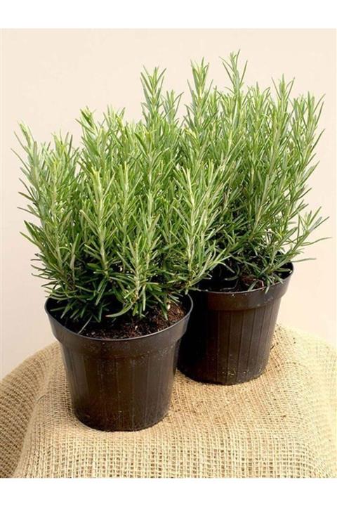 Fidan & Peyzaj Biberiye (rosmarinus Officinalis)
