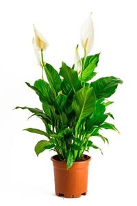 AnkaraSera Barış Çiçeği Spathiphyllum (spatifilyum) 50-70 Cm