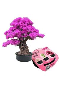 İndiriminVar Bonsai Erguvan Mini Bodur Ağaç Ekim Tohum Saksı Kiti Seti