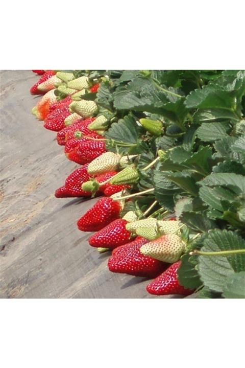 YAYLA TARIM 500 Adet Çilek Fidanı ( Albion )soğuk Iklim Açık Köklü Frigo Taze Yediveren Garantili Cins