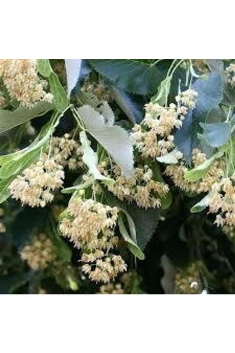 fidanciyiz Ihlamur Fidanı ( 3 Yaş )