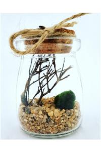 Sakura Şans Getiren Marimo Mossball Şans Yosunu (5X7H)