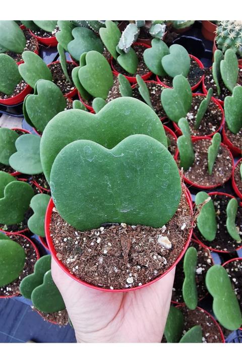 Gulen botanik Hoya Kerri 2li