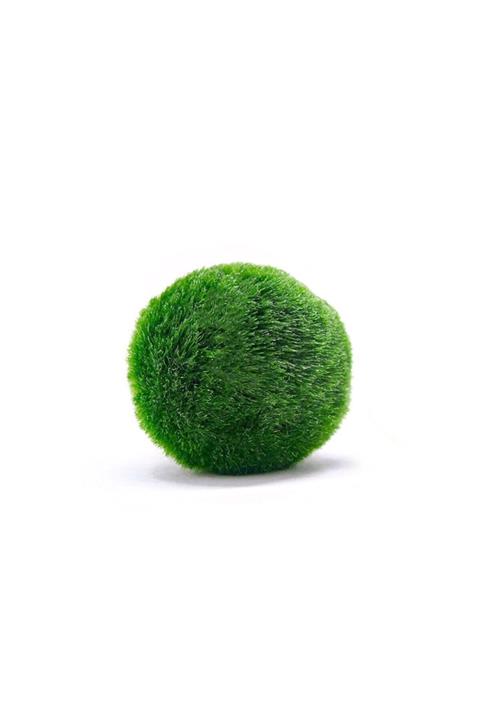 EMAAVM Marimo Şans Yosunu Moss Ball 3 4 cm Yosun Topu