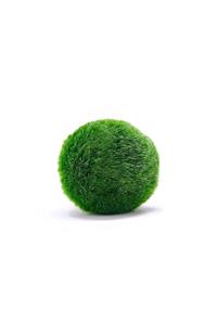 EMAAVM Marimo Şans Yosunu Moss Ball 3 4 cm Yosun Topu