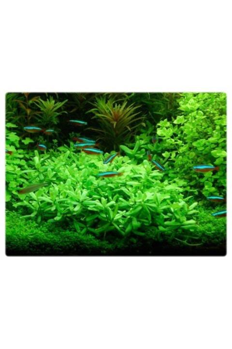 WOOF Hedyotis Salzmanii Akvaryum Bitkisi,canlı Bitki 5 Dal