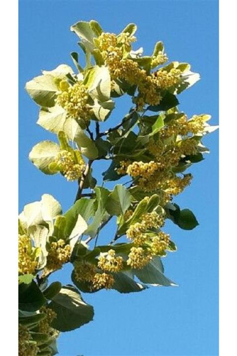 AltınPazar 1 Kg Ihlamur Dalından Yeni Toplanmış Ve Kurutulmuş