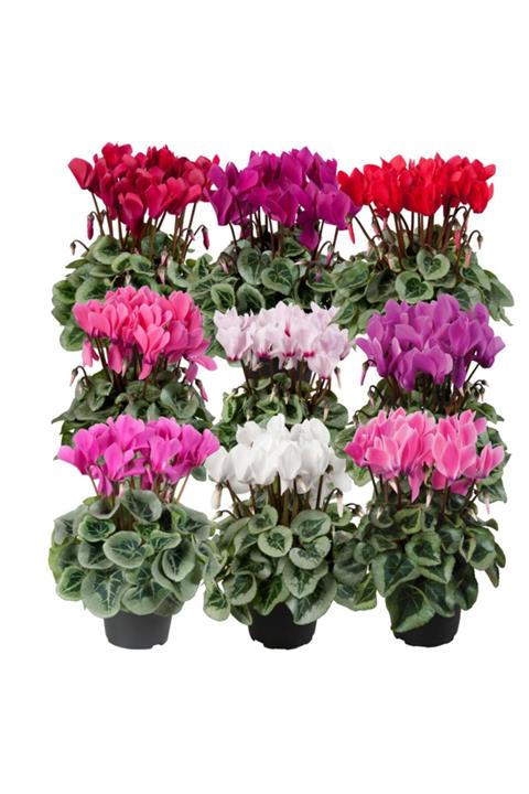 HAN BOTANİK 9 Adet Karışık Sıklamen Çiçeği Soğanı (cyclamen Yumrusu)