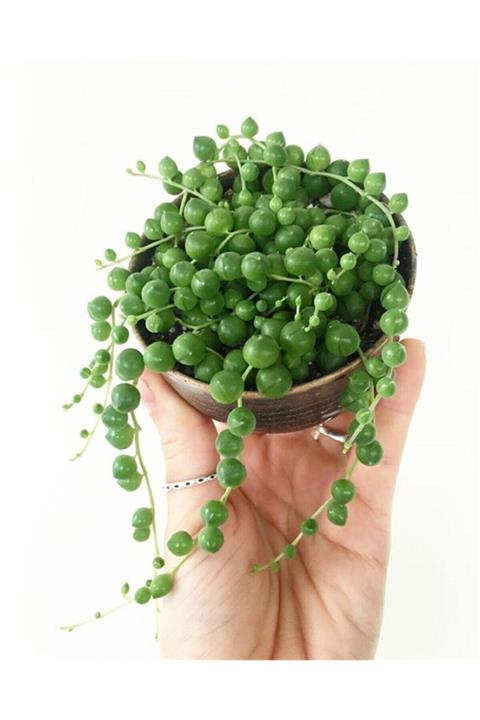 Berceste Peyzaj tasarım Tespih Boncuk Çiçeği Senecio Herreianus 5,5 Cm Saksı Kaktüs