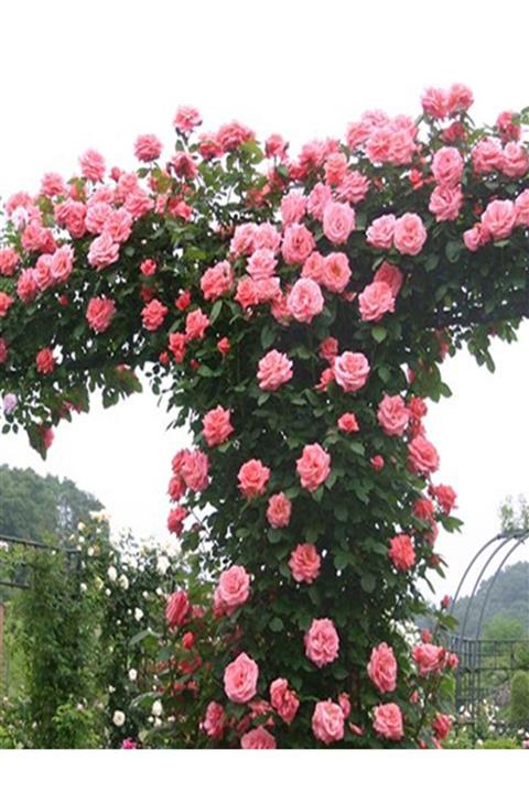 NET TARIM 1 Adet Tüplü Gül Fidanı (pembe) Yediveren Sarmaşık Kokulu