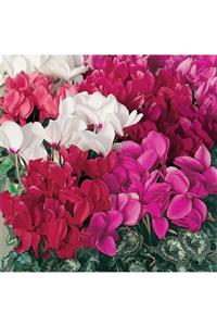 HAN BOTANİK 3 Adet Pembe-kırmızı-beyaz Sıklamen Çiçeği Soğanı (cyclamen Yumrusu)