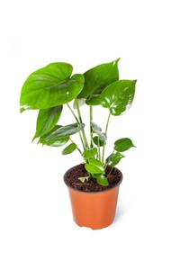 Greenifolia Monstera Deliciosa M (DEVE TABANI BİTKİSİ M)