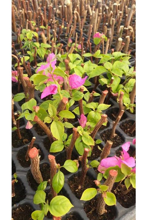 Alanyatropikal 10 Adet Begonvil Fidanı 15 35 Santim Arası