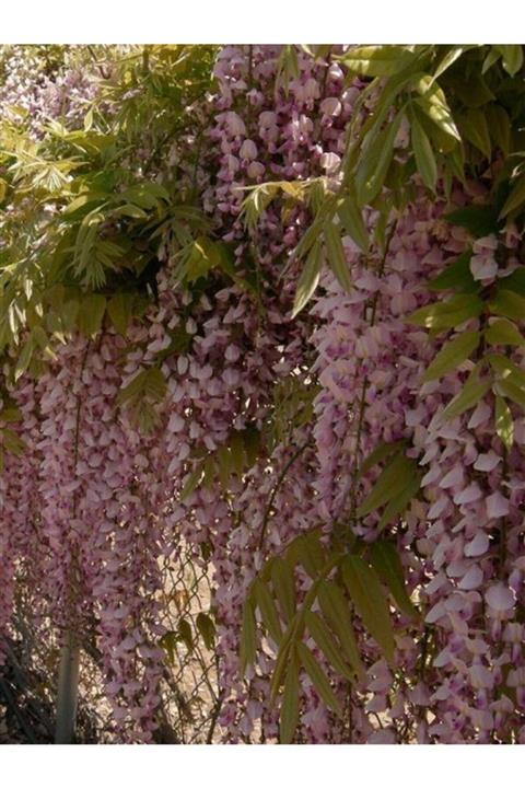 ÇİÇEKFLİX Pembe Salkım Çiçeği 30 40 cm