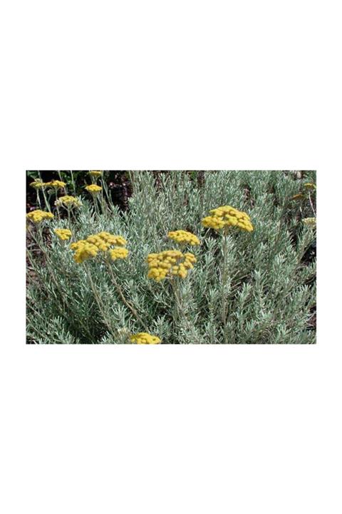 1001fidan Helichrysum Italicum Alaycık Çiçeği Ölmez Çiçek Altın Otu Fidanı