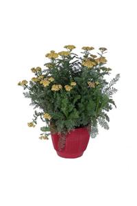 HOBİ VE BAHÇE Civanperçemi Saksıda Achillea Millefolium